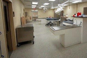 animal service floors